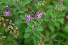 Endostemon viscosus